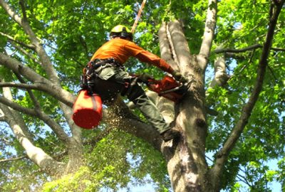 Tree pruning and trimming